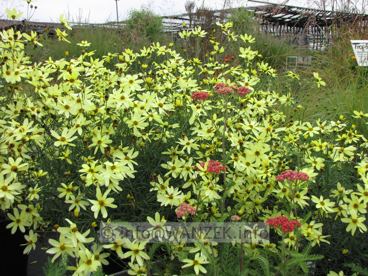 Coreopsis verticillata Moonbeam 02.JPG